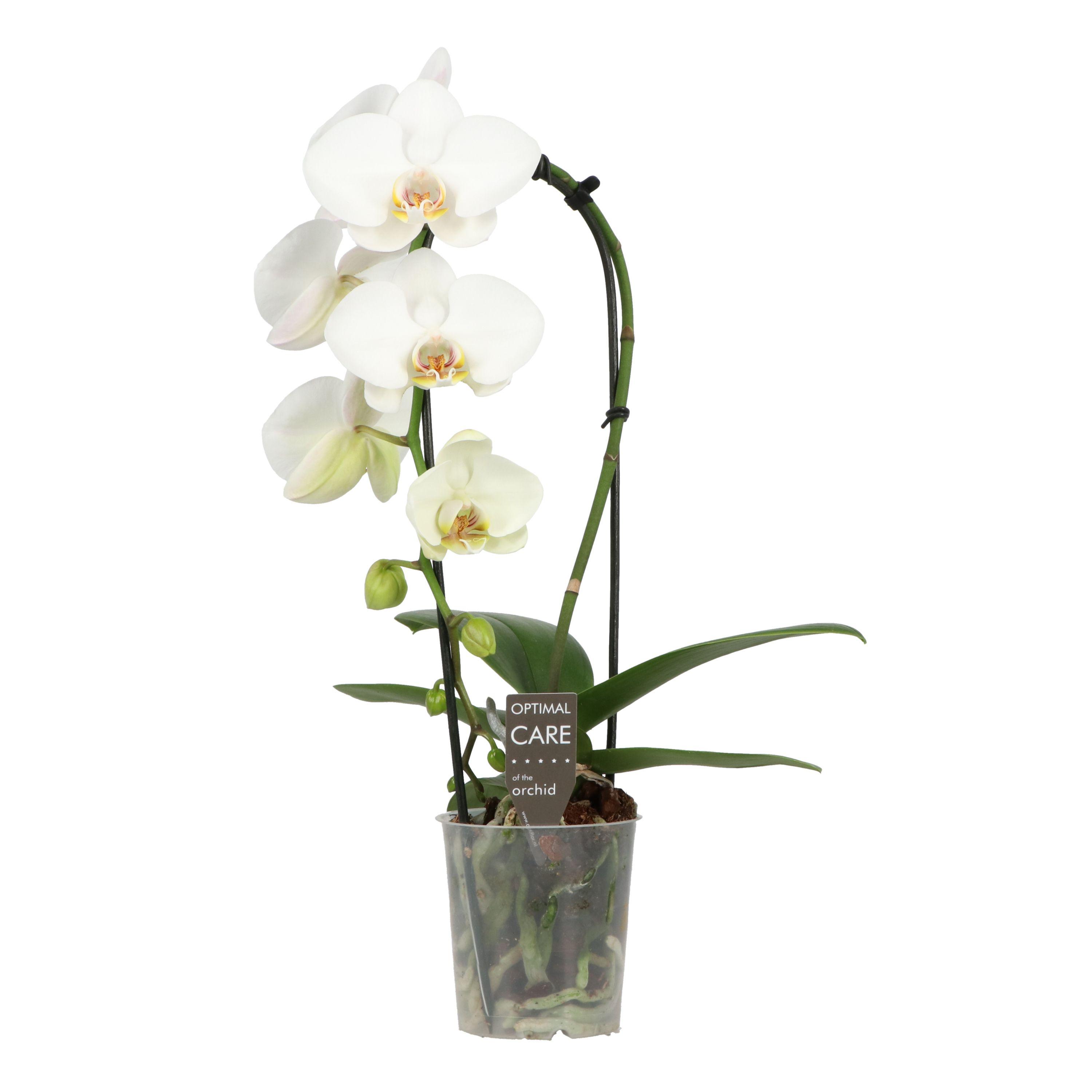 Горшечные цветы и растения оптом Phal 1st Cascade Crown White от 8шт (для телеги) из Голландии с доставкой по России