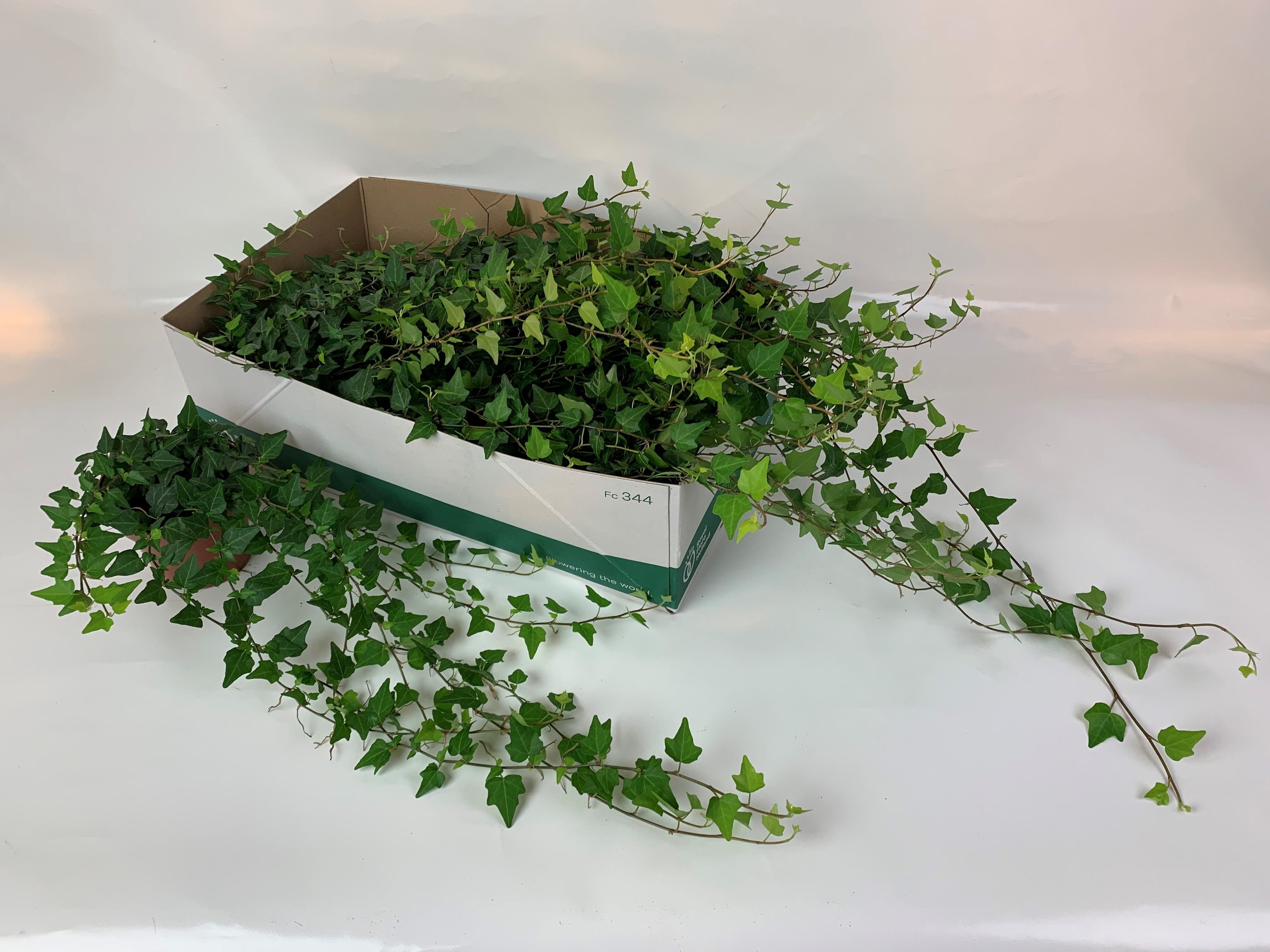 Горшечные цветы и растения оптом Hed He Wilco от 12шт из Голландии с доставкой по России