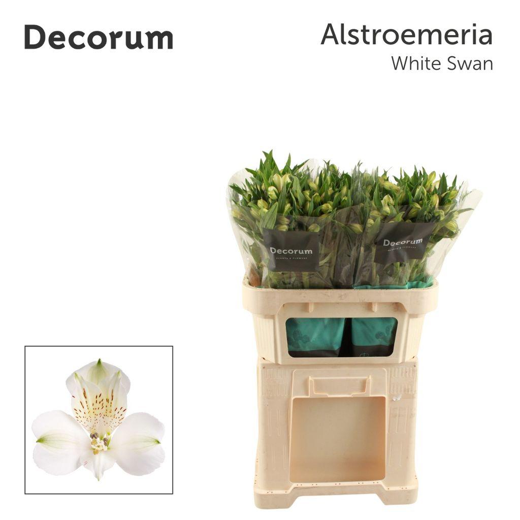 Срезанные цветы оптом Alstroemeria white swan от 60шт. из Голландии с доставкой по России