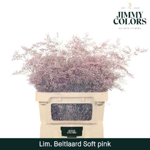 Срезанные цветы оптом Limonium paint pink light от 25шт из Голландии с доставкой по России