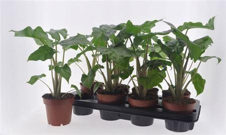 Горшечные цветы и растения оптом Aloc Low Rider от 8шт (для телеги) из Голландии с доставкой по России