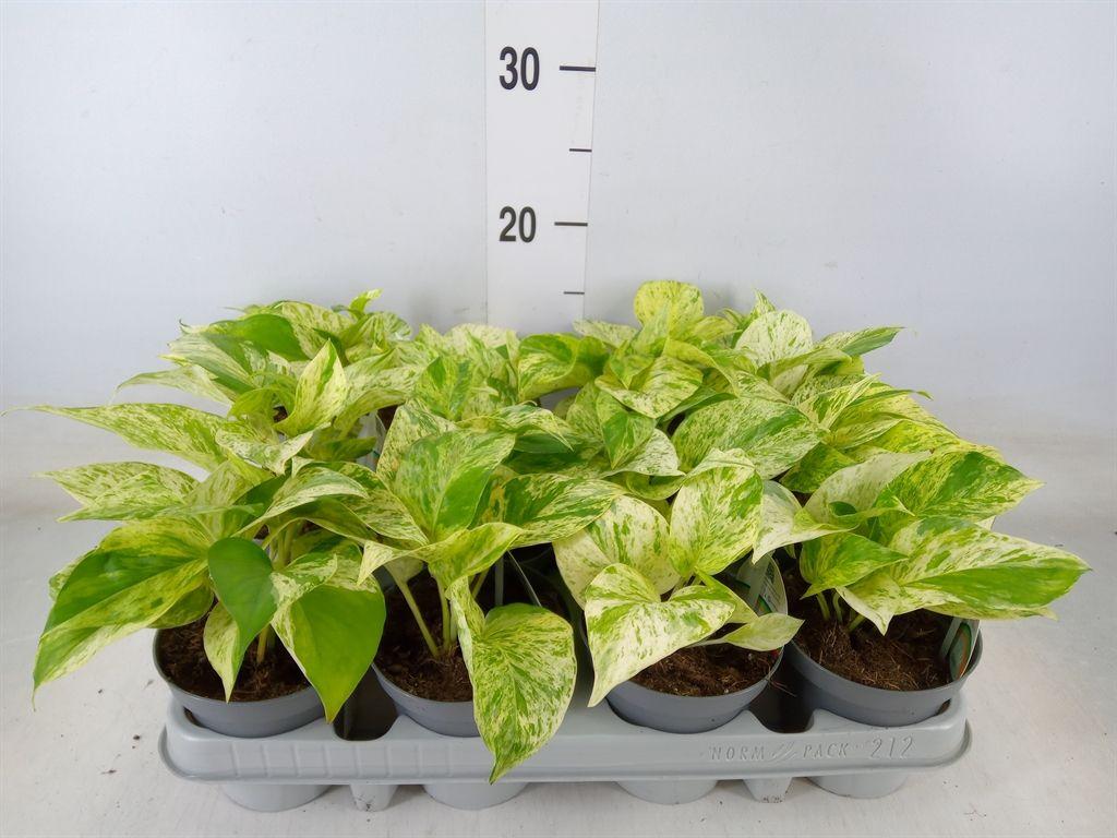 Горшечные цветы и растения оптом Epipremnum   ... от 8шт из Голландии с доставкой по России