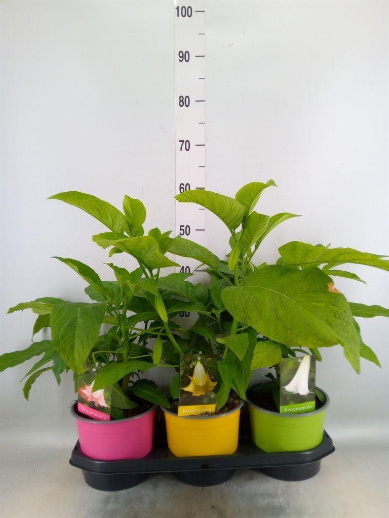 Горшечные цветы и растения оптом Brugmansia   ... от 3шт из Голландии с доставкой по России