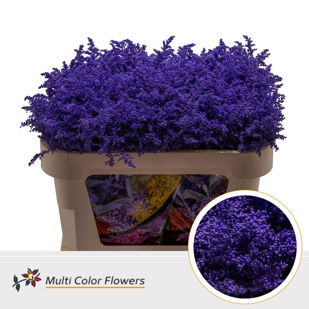 Срезанные цветы оптом Solidago paint lilac dark от 100шт из Голландии с доставкой по России