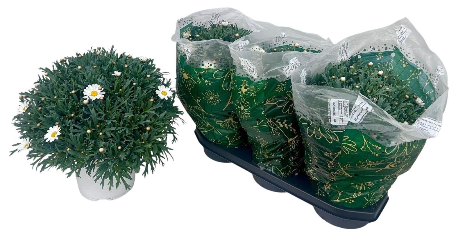 Горшечные цветы и растения оптом Arg Stella 2000 от 3шт из Голландии с доставкой по России