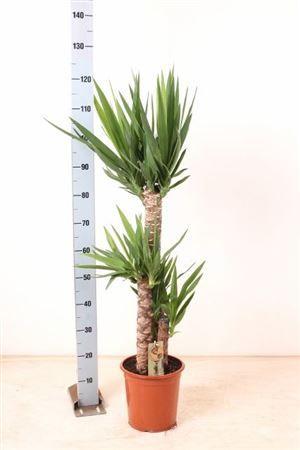 Горшечные цветы и растения оптом Yucca 60-30-15 2+ от 1шт из Голландии с доставкой по России