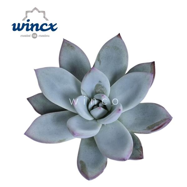 Горшечные цветы и растения оптом Echeveria Colorata Ice Cutflower от 50шт (для телеги) из Голландии с доставкой по России