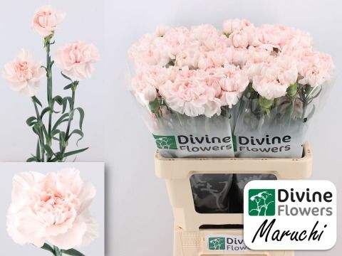 Срезанные цветы оптом Dianthus st maruchi от 80шт из Голландии с доставкой по России