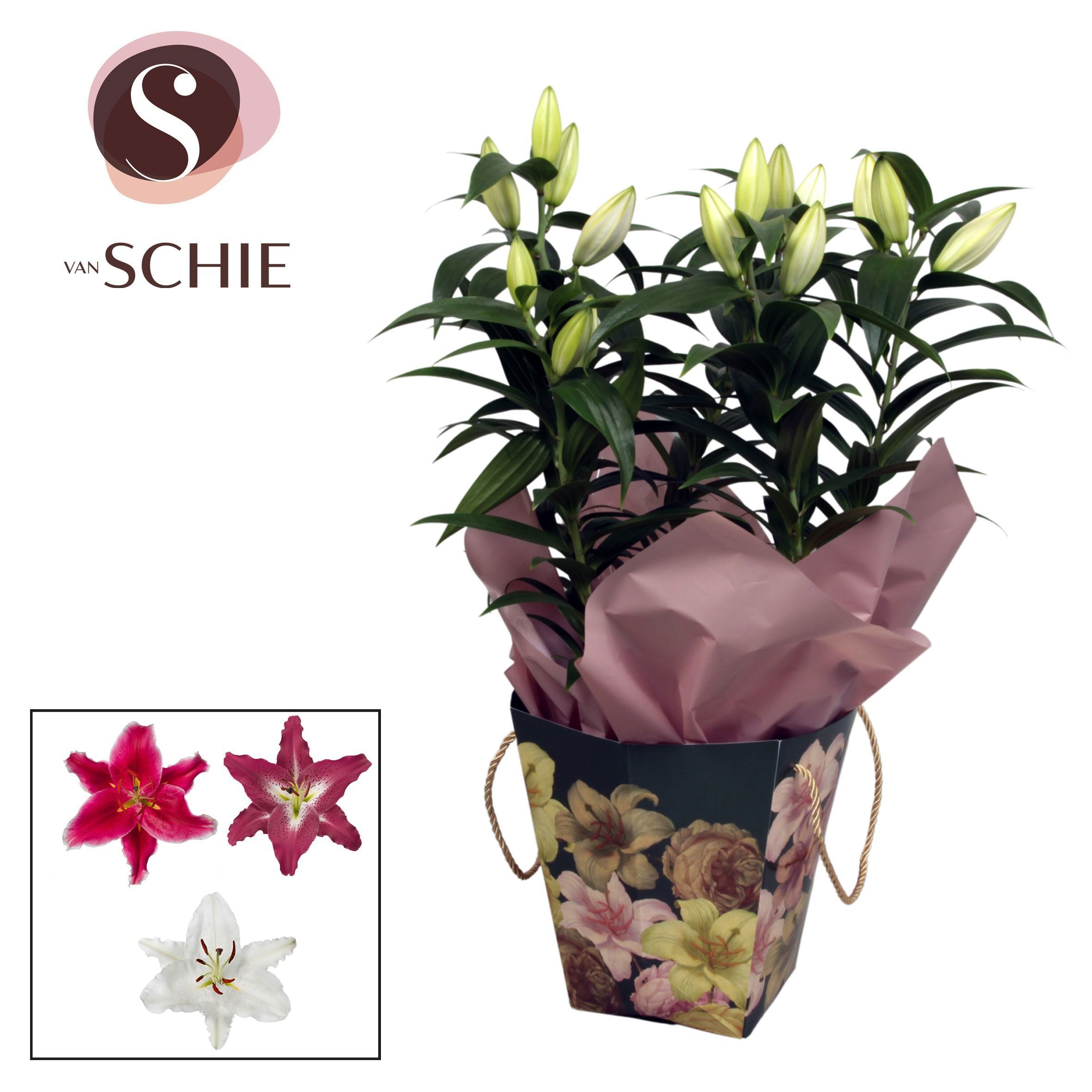 Горшечные цветы и растения оптом Lil Or Ov от 4шт из Голландии с доставкой по России