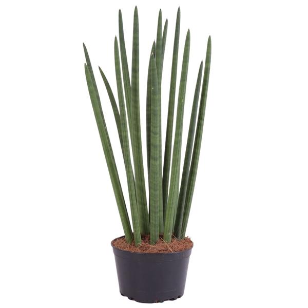 Горшечные цветы и растения оптом Sansevieria Cylindrica Straight от 6шт из Голландии с доставкой по России