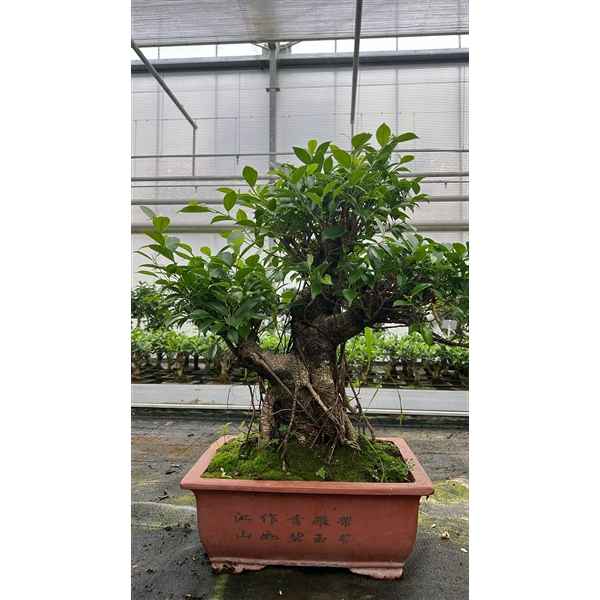 Горшечные цветы и растения оптом Bonsai Ficus Retusa, Pot 38cm. ( Height 75cm. Sing от 1шт из Голландии с доставкой по России