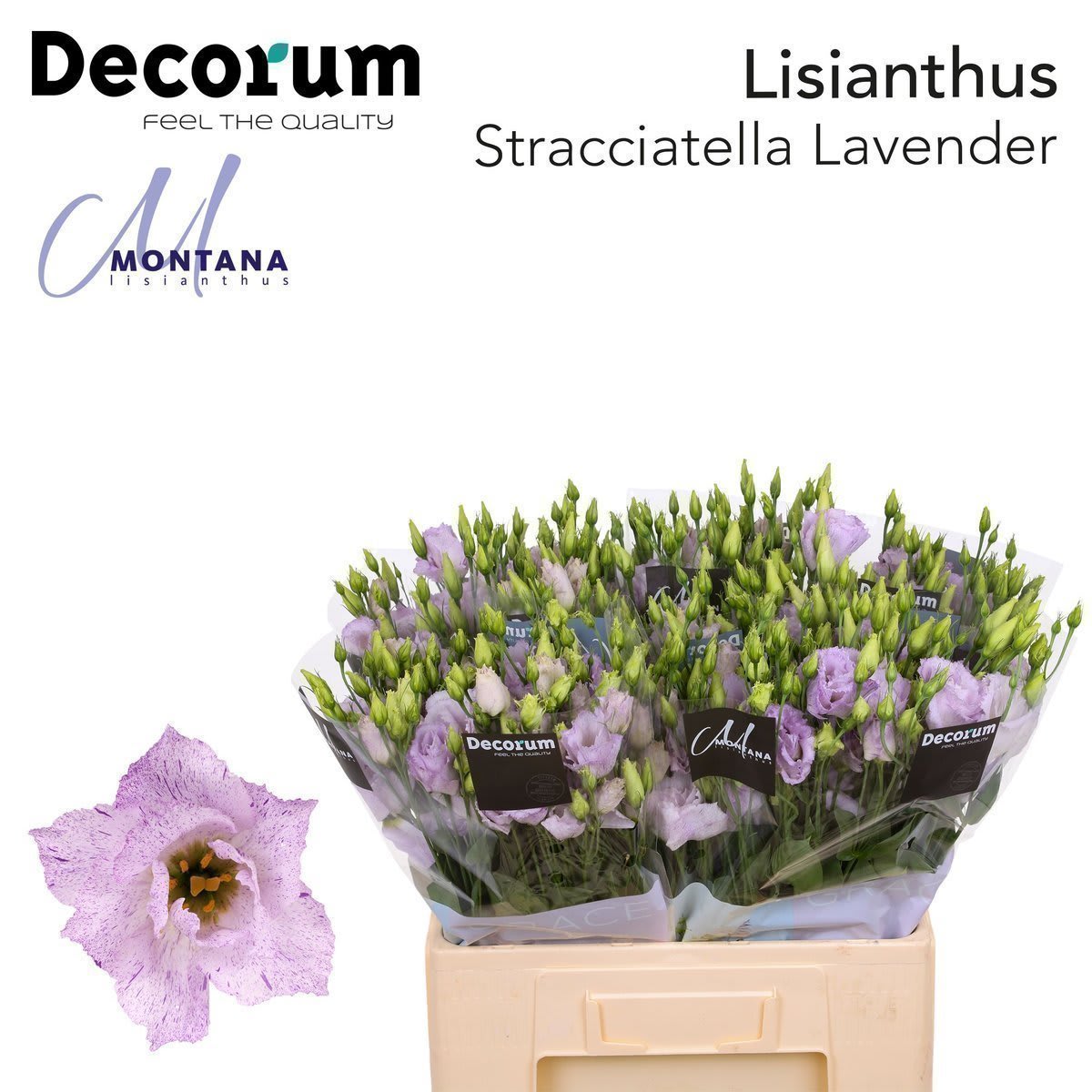 Срезанные цветы оптом Lisianthus do stracciatella lavender от 20шт из Голландии с доставкой по России