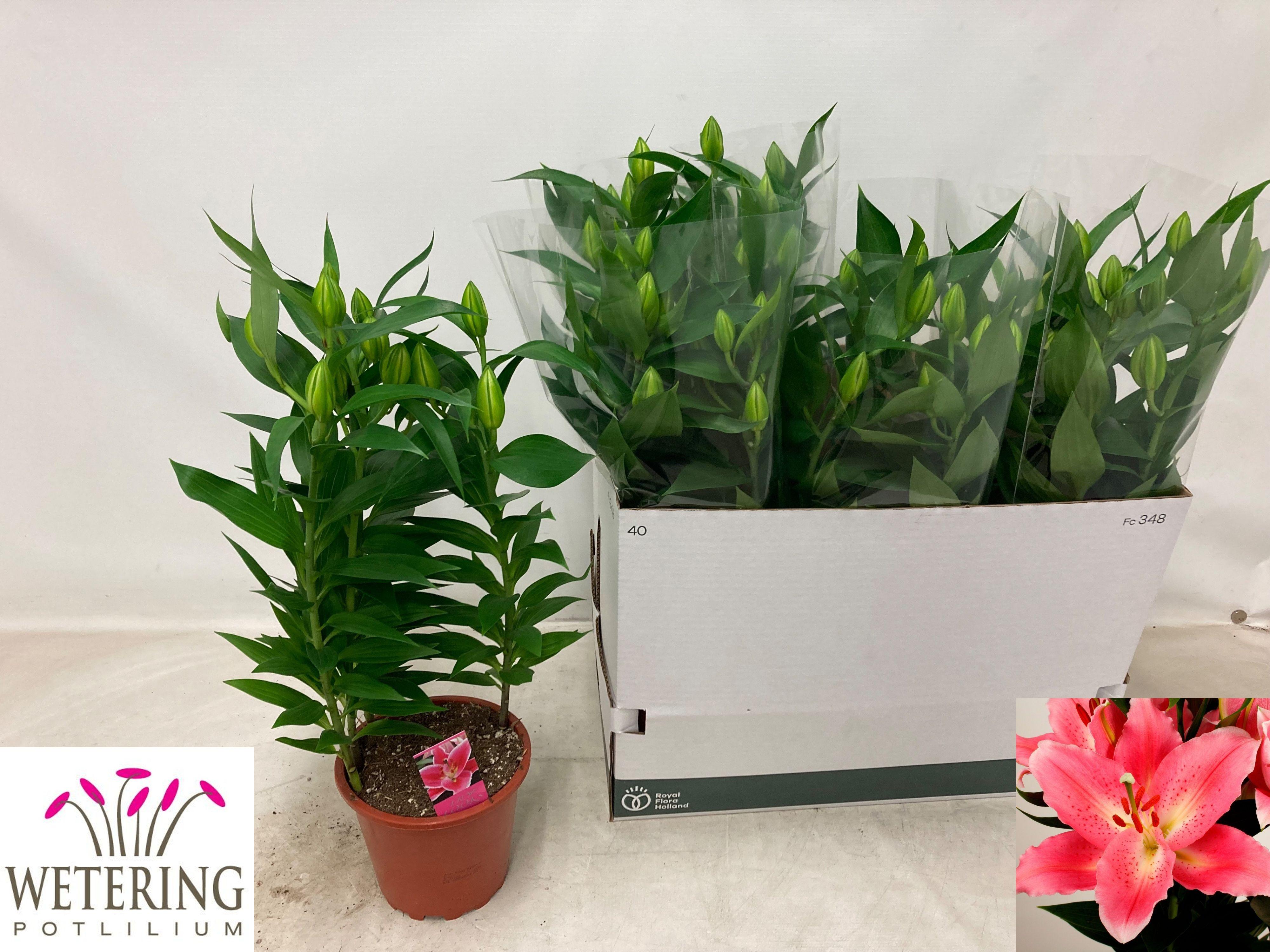 Горшечные цветы и растения оптом Lil Or Sunny Camino от 5шт из Голландии с доставкой по России