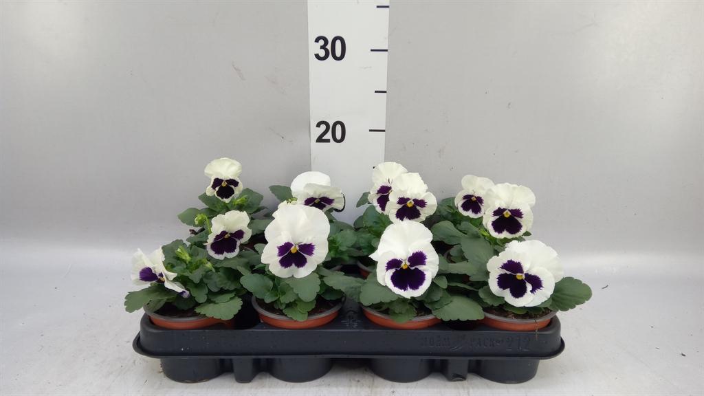 Горшечные цветы и растения оптом Viola Wr. colossus White Wblotch от 12шт (для телеги) из Голландии с доставкой по России