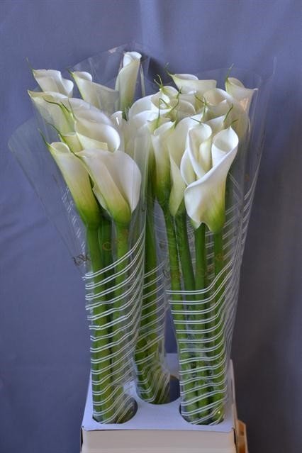 Срезанные цветы оптом Zantedeschia ae avalanche от 25шт из Голландии с доставкой по России