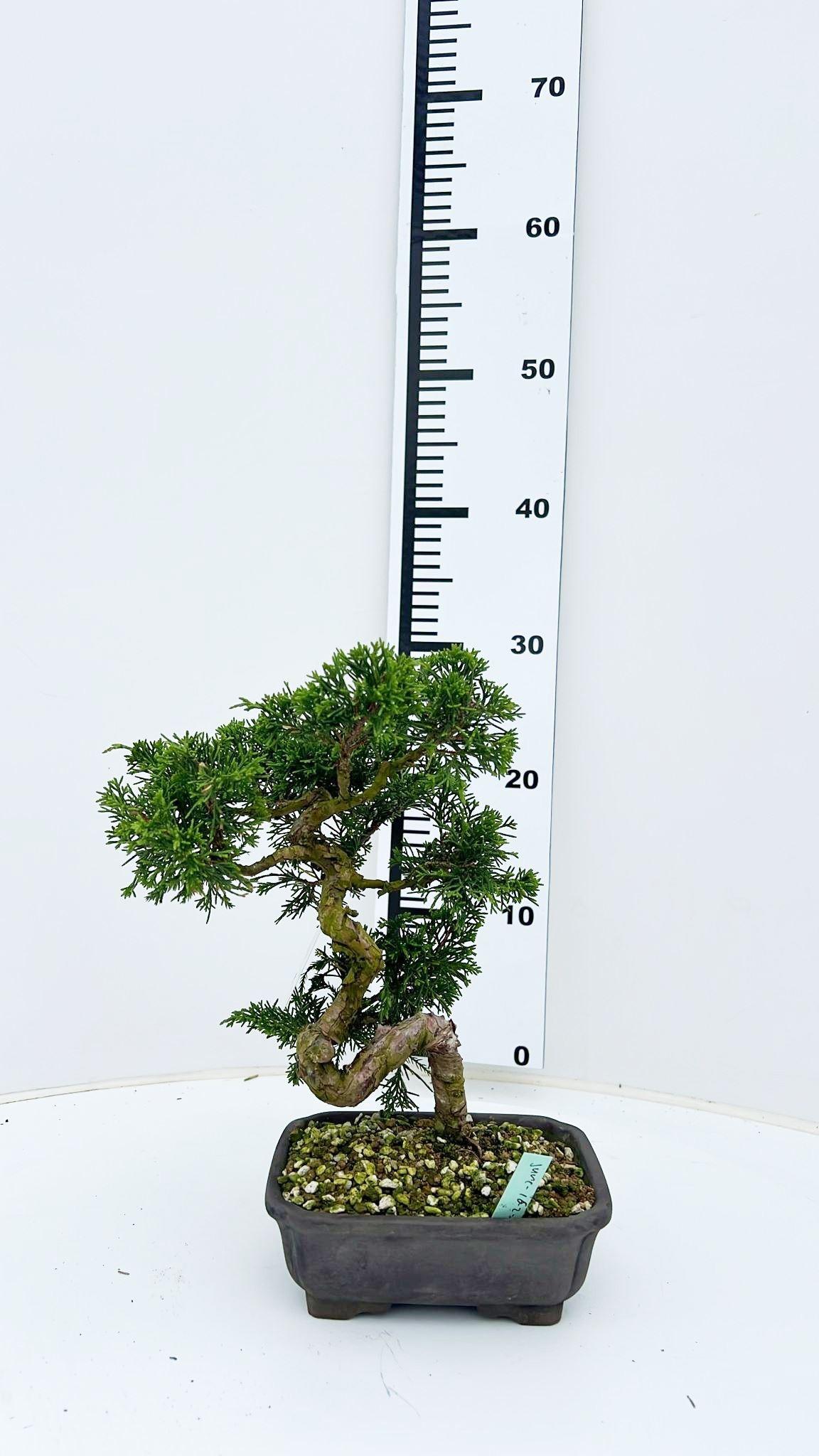 Горшечные цветы и растения оптом Juniperus Chinensis, 16cm., Height 30cm. (single I от 1шт из Голландии с доставкой по России