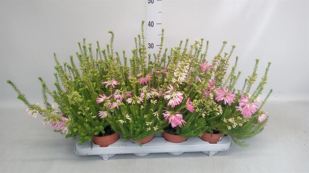 Горшечные цветы и растения оптом Erica Verticillata от 8шт из Голландии с доставкой по России