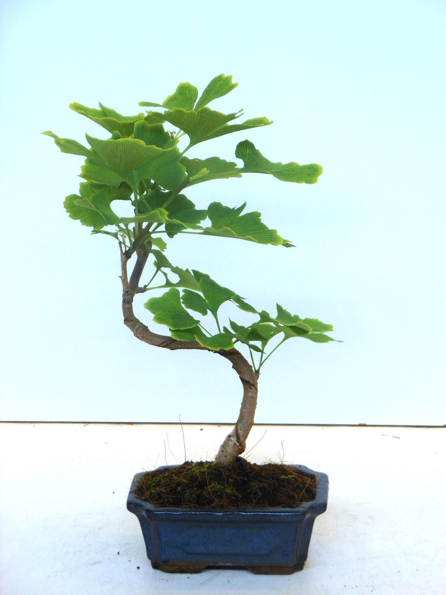 Горшечные цветы и растения оптом Bonsai Ginkgo Biloba Shape от 8шт из Голландии с доставкой по России