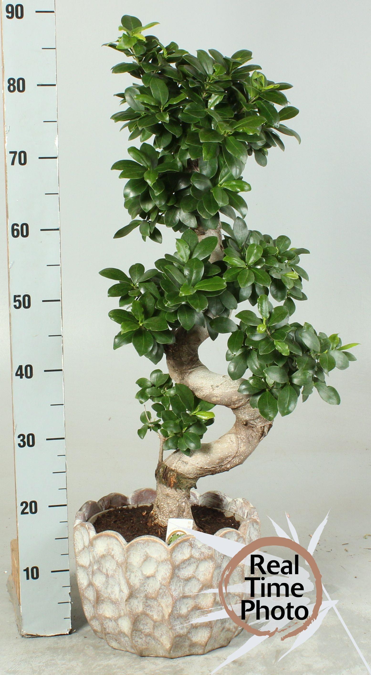 Горшечные цветы и растения оптом Fic Mi Ginseng от 1шт из Голландии с доставкой по России