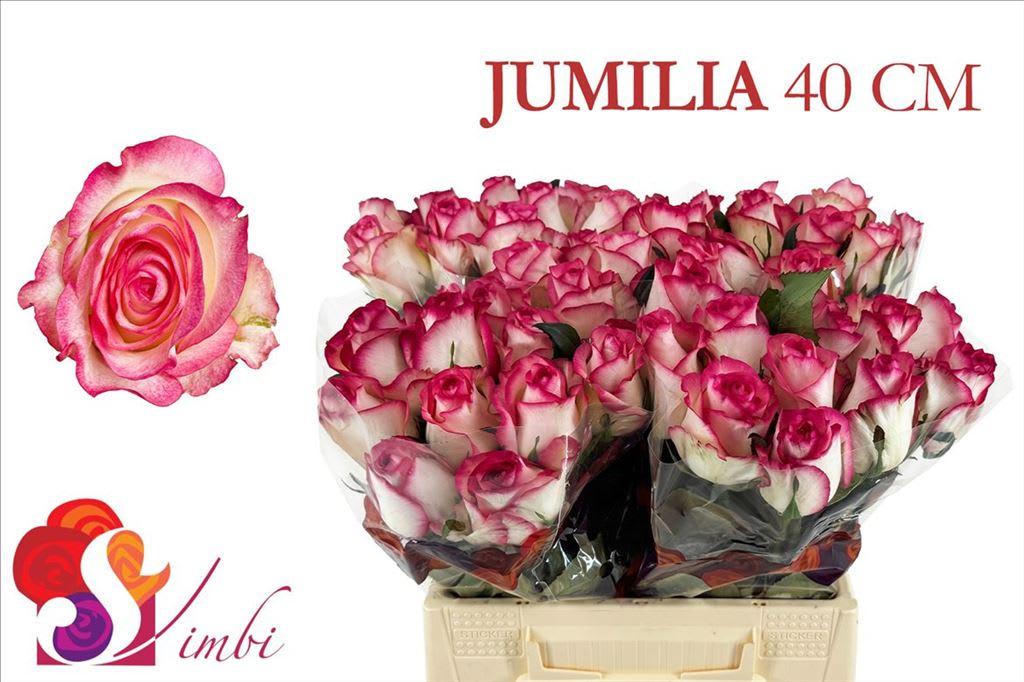 Срезанные цветы оптом Rosa large jumilia от 400шт из Голландии с доставкой по России