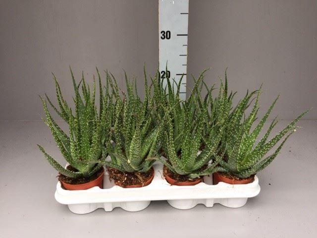 Горшечные цветы и растения оптом Aloe Humilis от 12шт (для телеги) из Голландии с доставкой по России