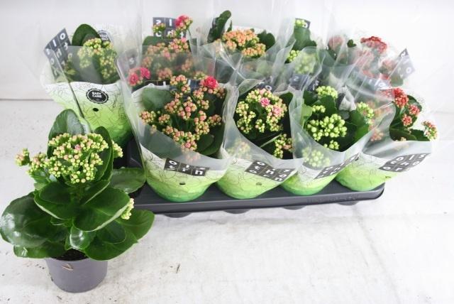 Горшечные цветы и растения оптом Kal Ge Gem 5 Kl от 10шт из Голландии с доставкой по России