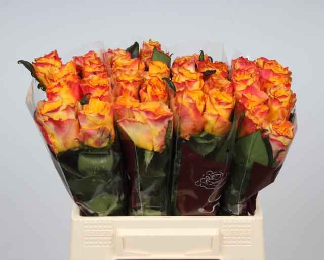 Срезанные цветы оптом Rosa la easy fashion от 40шт из Голландии с доставкой по России