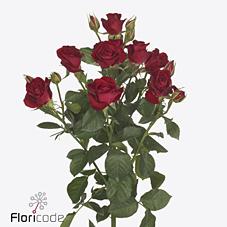 Срезанные цветы оптом Rosa spray dominica от 50шт из Голландии с доставкой по России