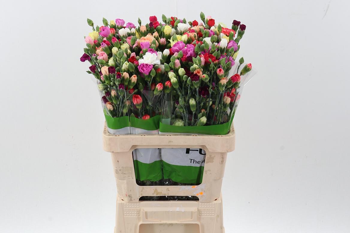 Срезанные цветы оптом Dianthus sp rainbow от 100шт из Голландии с доставкой по России