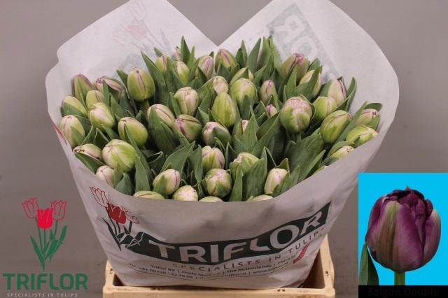 Срезанные цветы оптом Tulipa do saigon double от 50шт из Голландии с доставкой по России