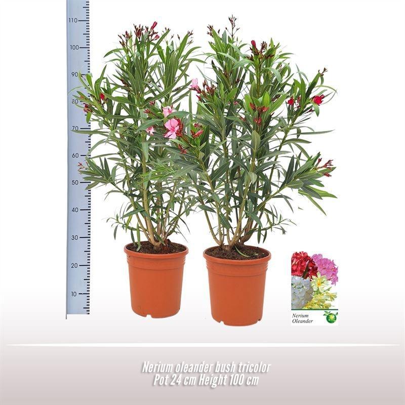 Горшечные цветы и растения оптом Nerium Oleander Whtie Bush Ton Sur Ton от 1шт из Голландии с доставкой по России