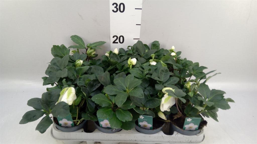 Горшечные цветы и растения оптом Helleborus Niger christmas Carol от 12шт (для телеги) из Голландии с доставкой по России