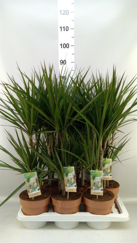 Горшечные цветы и растения оптом Dracaena Marg. от 6шт из Голландии с доставкой по России
