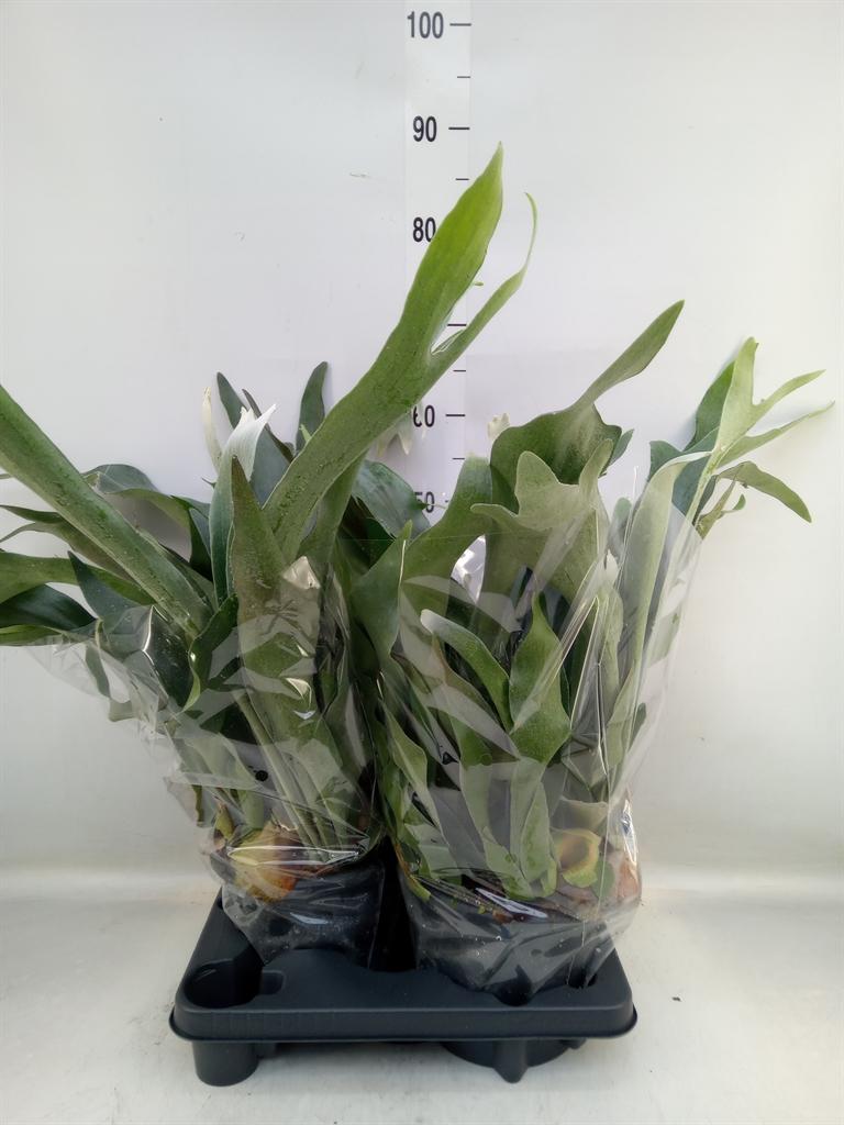 Горшечные цветы и растения оптом Platycerium Bifurc. от 2шт из Голландии с доставкой по России