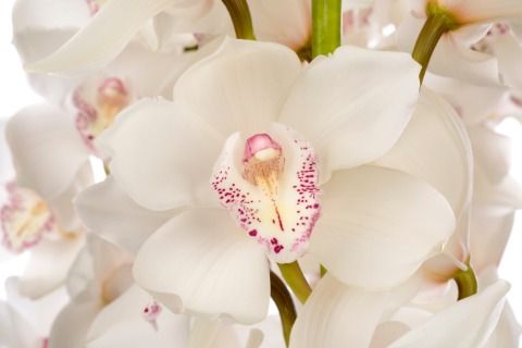 Срезанные цветы оптом Cymbidium white snow white от 6шт из Голландии с доставкой по России