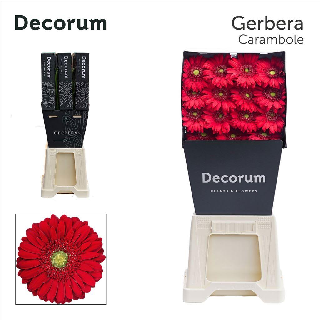Срезанные цветы оптом Gerbera carambole от 45шт из Голландии с доставкой по России