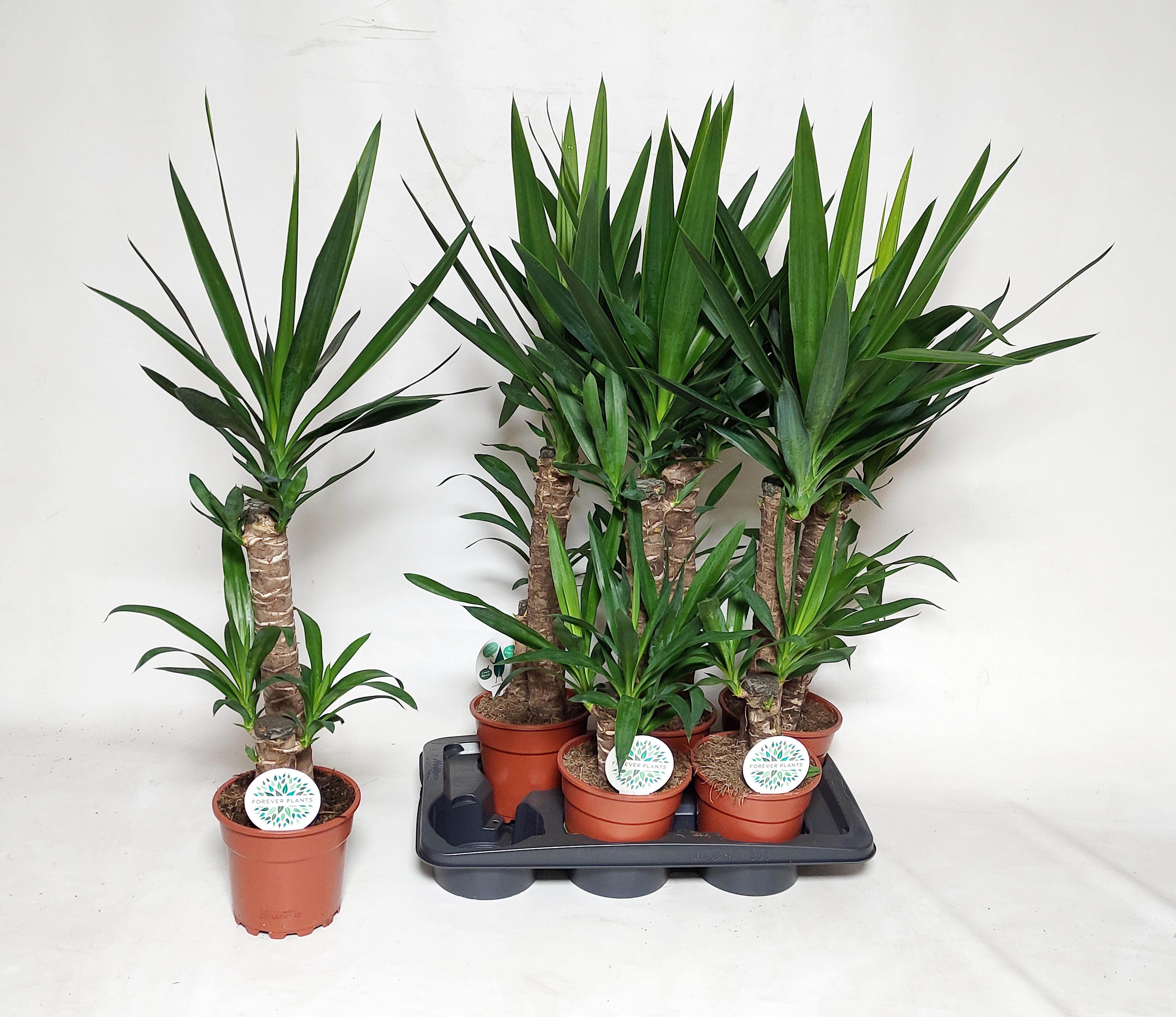 Горшечные цветы и растения оптом Yucca от 6шт из Голландии с доставкой по России