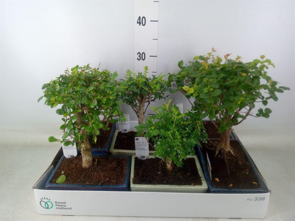 Горшечные цветы и растения оптом Bonsai   ...mix от 6шт из Голландии с доставкой по России