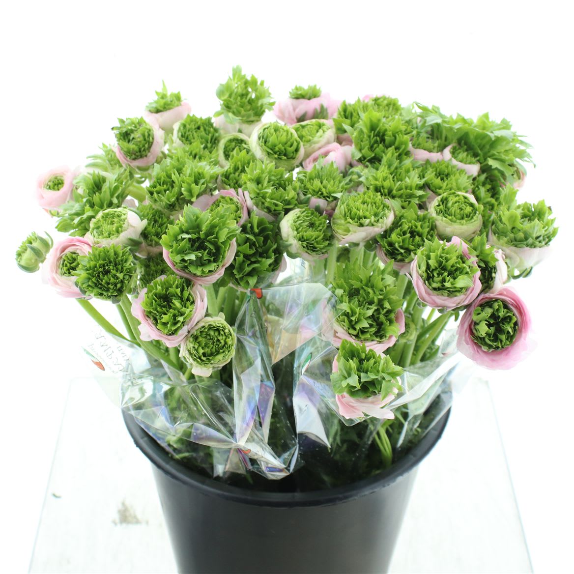 Срезанные цветы оптом Ranunculus success riviera green от 100шт из Голландии с доставкой по России