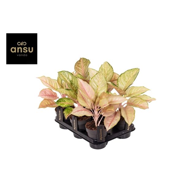 Горшечные цветы и растения оптом Aglaonema Corn Silk от 6шт из Голландии с доставкой по России