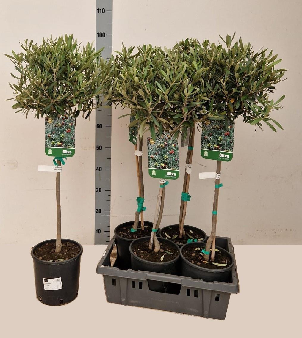 Горшечные цветы и растения оптом Olea Europaea от 4шт из Голландии с доставкой по России