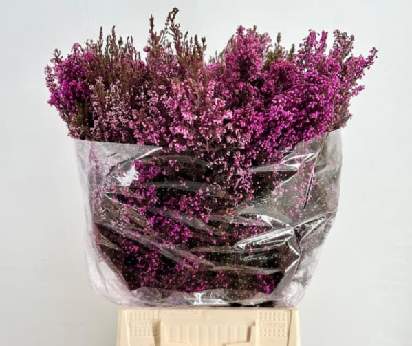Срезанные цветы оптом Cape green erica pink per bunch от 10шт из Голландии с доставкой по России