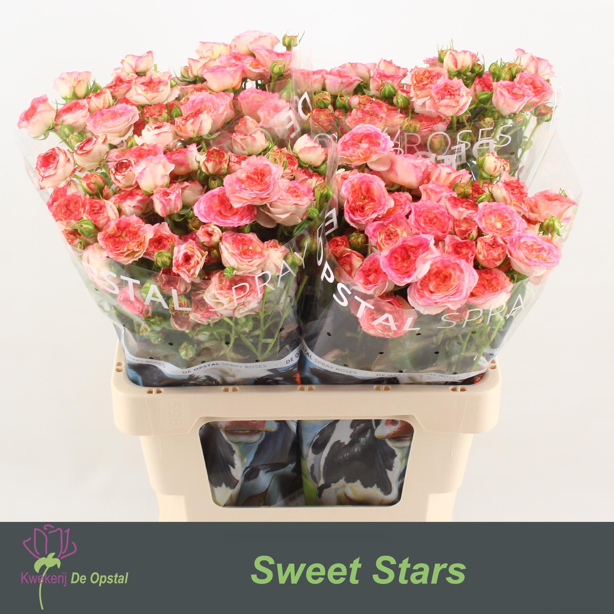 Срезанные цветы оптом Rosa spray sweet stars от 40шт из Голландии с доставкой по России