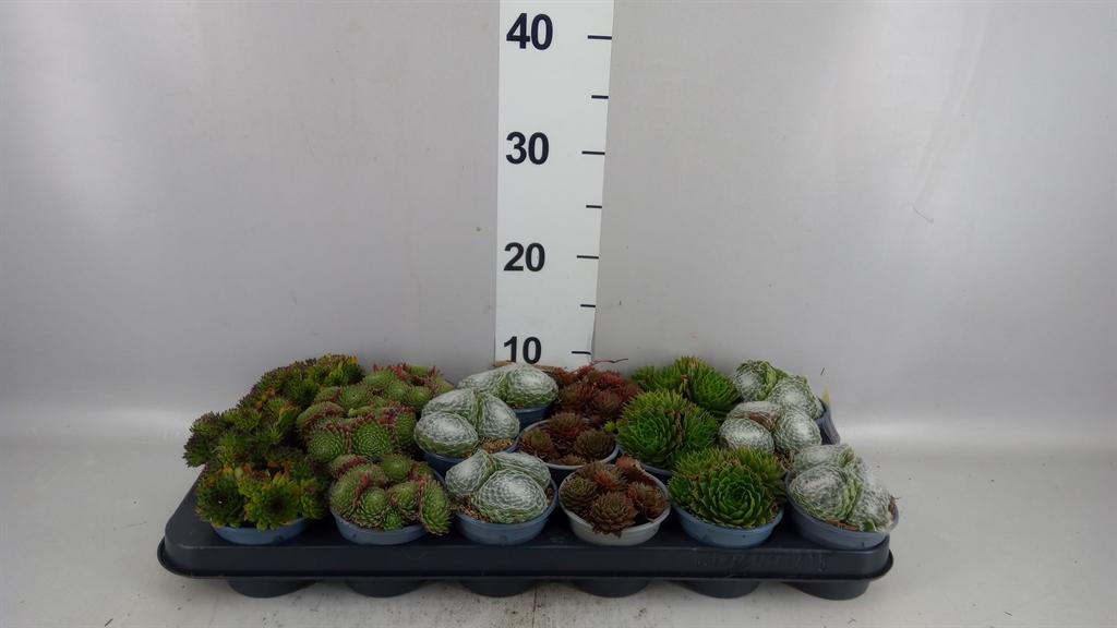 Горшечные цветы и растения оптом Sempervivum ...mix от 18шт (для телеги) из Голландии с доставкой по России