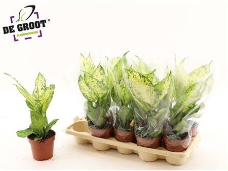 Горшечные цветы и растения оптом Dieff Amy от 10шт из Голландии с доставкой по России