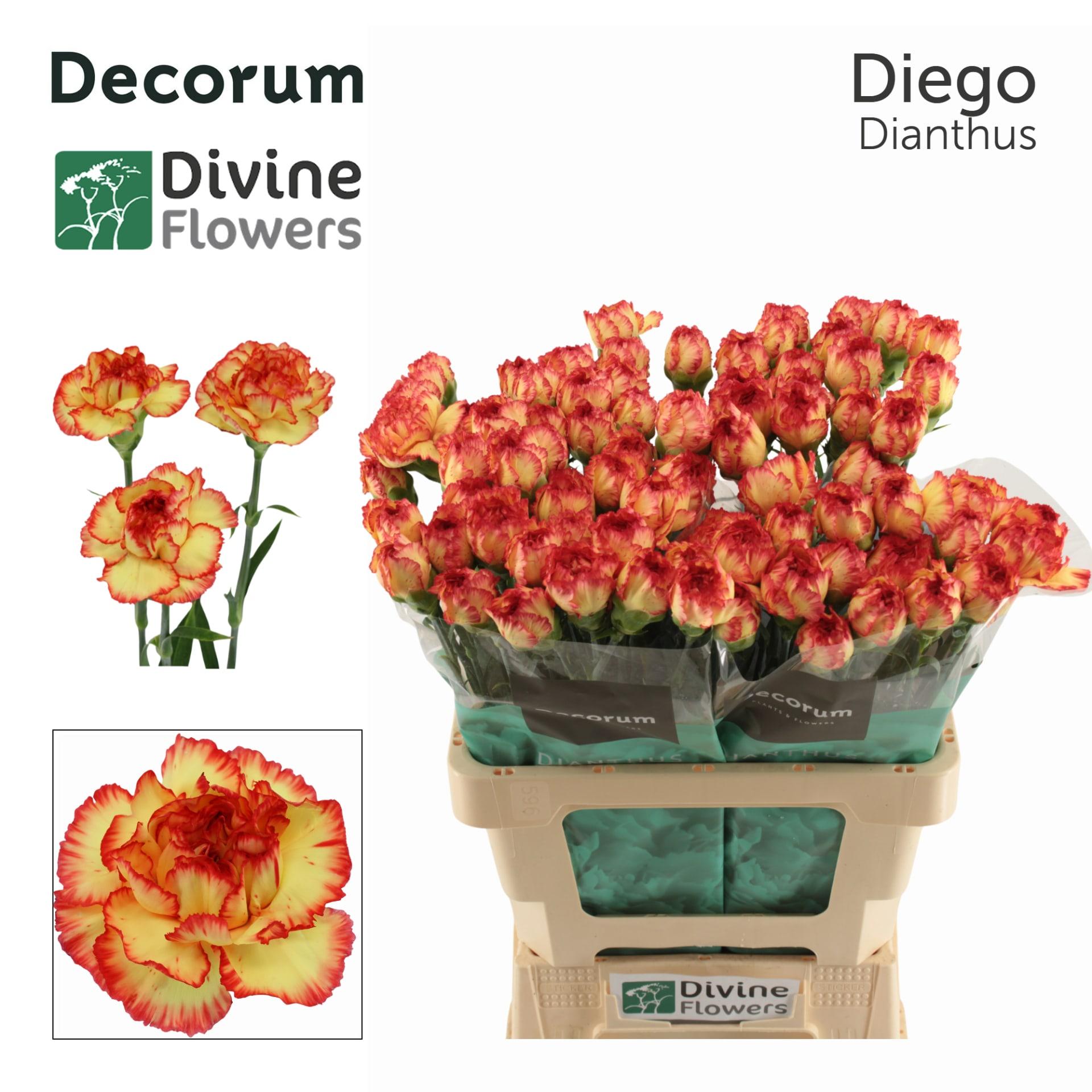 Срезанные цветы оптом Dianthus st diego от 80шт из Голландии с доставкой по России