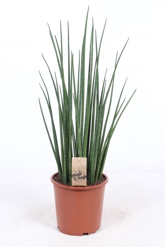 Горшечные цветы и растения оптом Sansevieria Mikado от 1шт из Голландии с доставкой по России