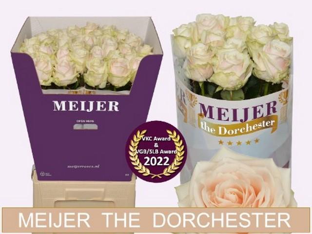 Срезанные цветы оптом Rosa large dorchester+ от 40шт. из Голландии с доставкой по России