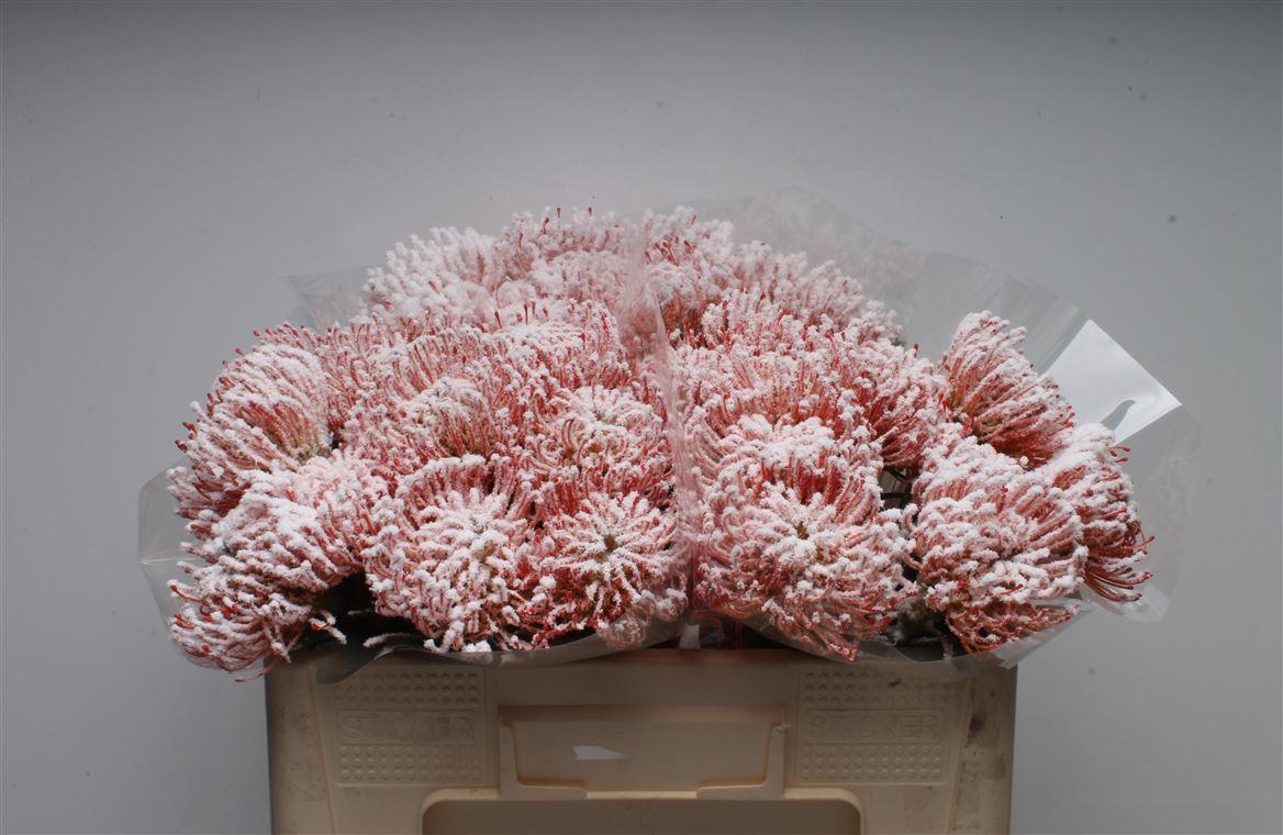 Срезанные цветы оптом Nutans paint naomi от 30шт. из Голландии с доставкой по России