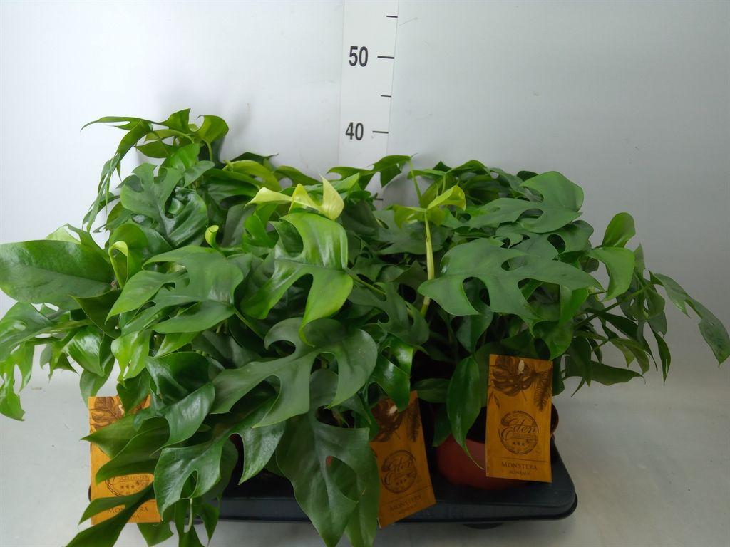 Горшечные цветы и растения оптом Monstera   ... от 6шт из Голландии с доставкой по России